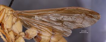 Media type: image;   Entomology 33162 Aspect: wing